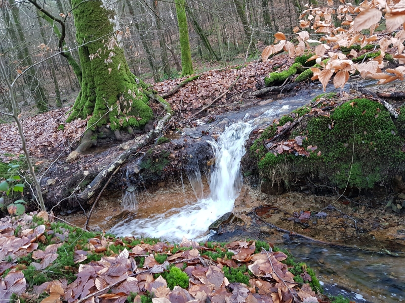 langs-de-wandelroute-in-het-bos