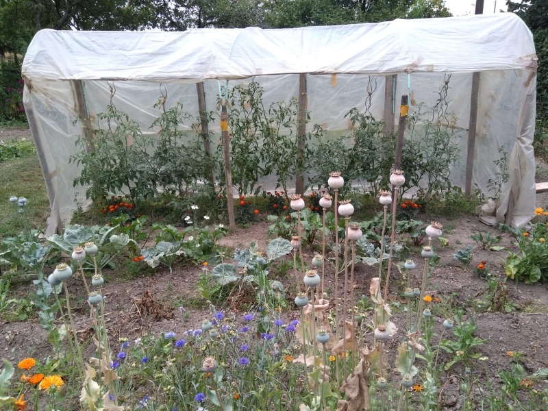 kruiden-moestuin